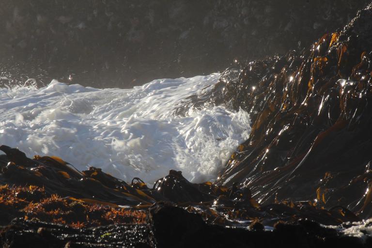 Thunderous waves turn to froth amongst the kelp Piha